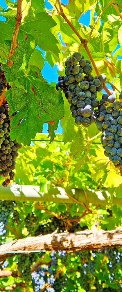 Mehrere Trauben mit dunkelblauen Beeren hängen an grünen Rebzweigen mit großen Blättern vor blauem Himmel in einem Prosecco-Weinberg.
