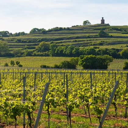 Weinbergreihen im Vordergrund mit terrassierten Hängen und historischem Turm auf Hügel in der Rhein-Neckar-Region unter bewölktem Himmel.