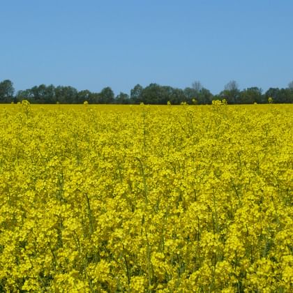 Radurlaub Müritz Sternfahrt