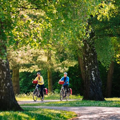 Zwei Radfahrer fahren auf einem von Bäumen gesäumten Weg in einem sonnigen Park in Kassel. Große alte Bäume bilden ein natürliches Dach.