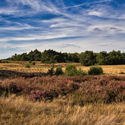 Hügelige Heidelandschaft mit violetter Heide und goldenem Gras im Sallandse Heuvelrug. Dichte Baumreihe am Horizont unter blauem Himmel.