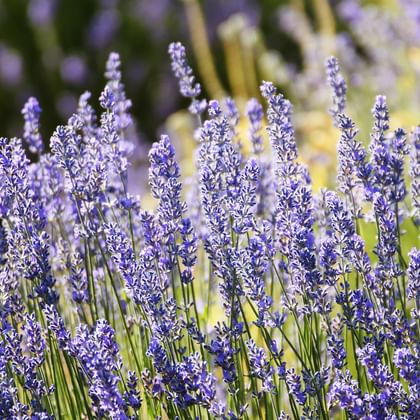 Radurlaub Provence