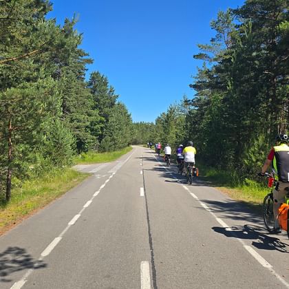 Radgruppe fährt auf asphaltierter Straße durch Kiefernwald auf der Kurischen Nehrung. Blauer Himmel und grüne Bäume säumen die Straße.