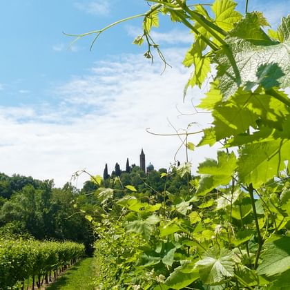 Grüne Weinbergreihen in der Prosecco-Region mit üppigen Weinreben im Vordergrund und Kirchturm zwischen Bäumen im Hintergrund unter blauem Himmel.
