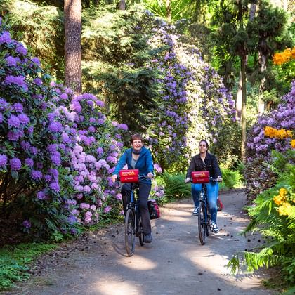 Zwei Radfahrer fahren durch den Rhodopark Gristede auf einem von Bäumen gesäumten Weg, umgeben von leuchtenden lila und orangen Rhododendren.
