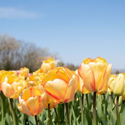 Field of yellow and orange tulips in full bloom with green stems and leaves. Wind turbine visible in background under blue sky.