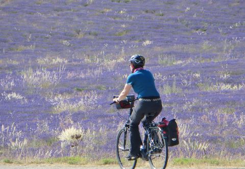 Lavendel Reisebericht Provence