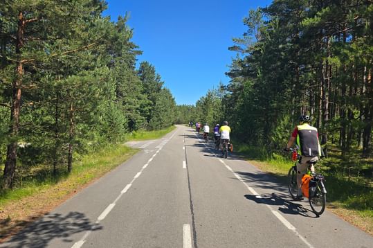 Radgruppe fährt auf asphaltierter Straße durch Kiefernwald auf der Kurischen Nehrung. Blauer Himmel und grüne Bäume säumen die Straße.