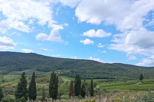Sanfte grüne Hügel der Toskana mit hohen dunklen Zypressen im Vordergrund und bewaldeten Bergen unter blauem Himmel mit weißen Wolken.