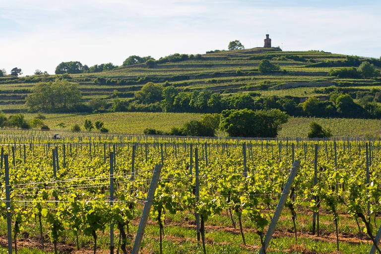 Weinbergreihen im Vordergrund mit terrassierten Hängen und historischem Turm auf Hügel in der Rhein-Neckar-Region unter bewölktem Himmel.