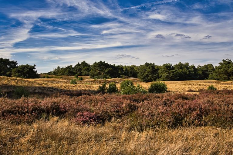 Hügelige Heidelandschaft mit violetter Heide und goldenem Gras im Sallandse Heuvelrug. Dichte Baumreihe am Horizont unter blauem Himmel.