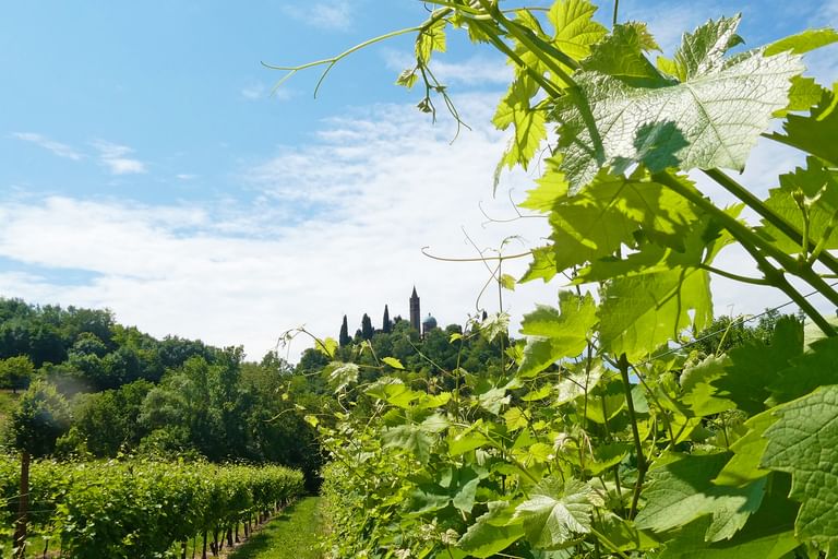 Grüne Weinbergreihen in der Prosecco-Region mit üppigen Weinreben im Vordergrund und Kirchturm zwischen Bäumen im Hintergrund unter blauem Himmel.
