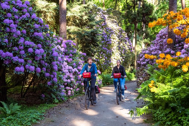 Zwei Radfahrer fahren durch den Rhodopark Gristede auf einem von Bäumen gesäumten Weg, umgeben von leuchtenden lila und orangen Rhododendren.