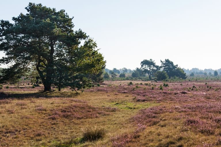 Bike Tour Lüneburger Heide