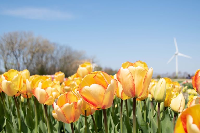 Field of yellow and orange tulips in full bloom with green stems and leaves. Wind turbine visible in background under blue sky.
